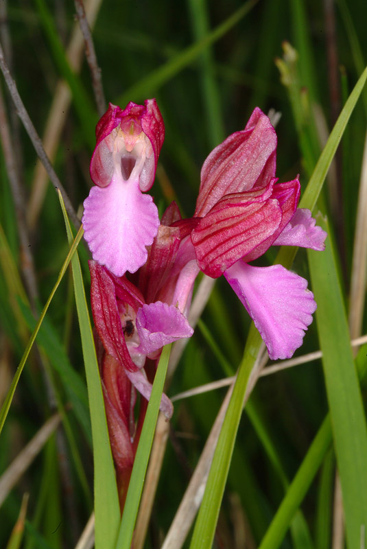 Orchidea colline livornesi da determinare